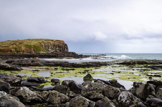 curio bay jurassic fossil forest at the catlinse coast