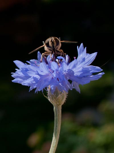 Nahaufnahme einer Schwebefliege