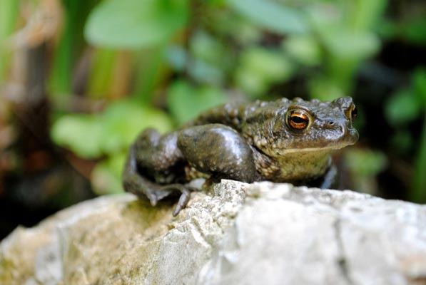 Nahaufnahme eines Frosches