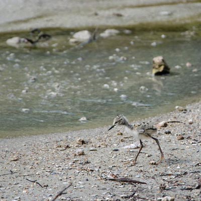 Foto eines jungen Stelzenläufers