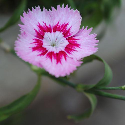 Nahaufnahme einer Blume